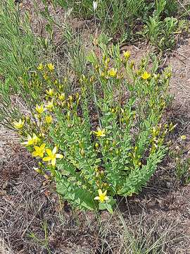 Imagem de Hypericum aethiopicum subsp. sonderi (Bred.) N. K. B. Robson