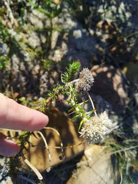 Image of Beautiful Blombush