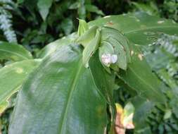 Commelina paludosa Blume的圖片