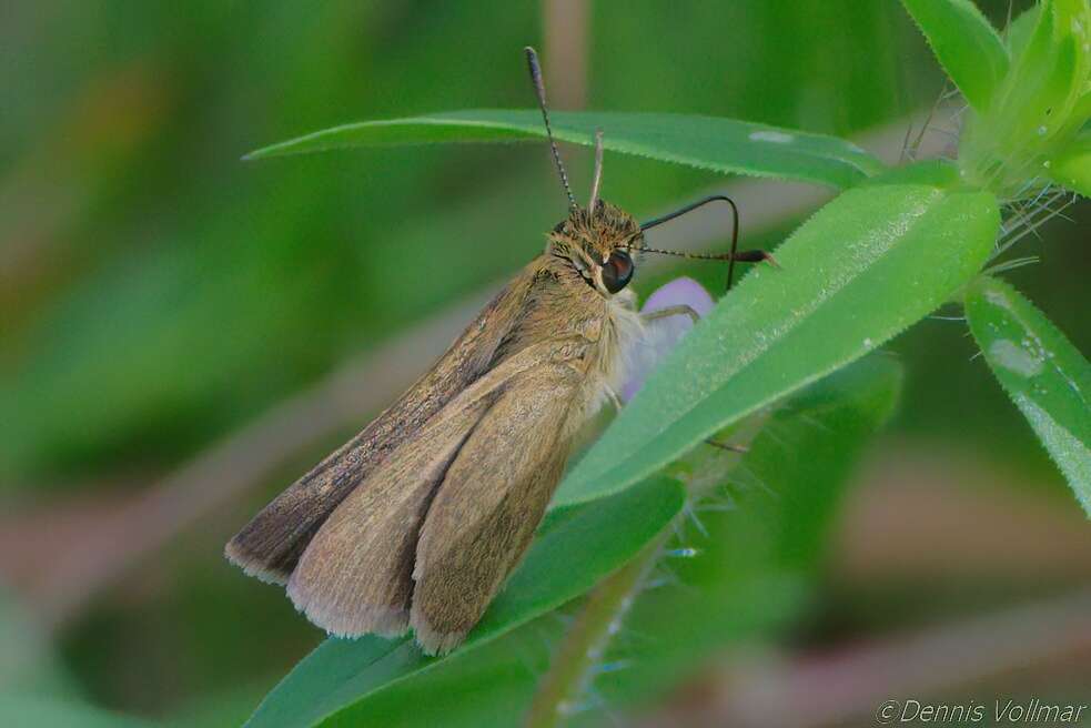 Image of Neamathla Skipper