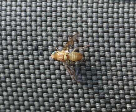 Image of Mexican Fruit Fly