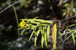 Imagem de Aldama ensifolia (Sch. Bip.) E. E. Schill. & Panero