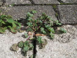 Image of common mallow