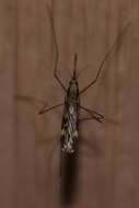 Anopheles punctipennis (Say 1823)的圖片