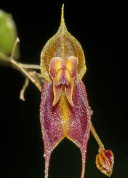 Image of Babyboot orchids