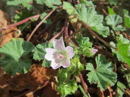 Image of common mallow