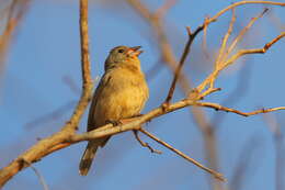 Image of Rose-bellied Bunting