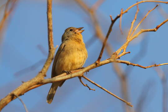 Plancia ëd Passerina rositae (Lawrence 1874)