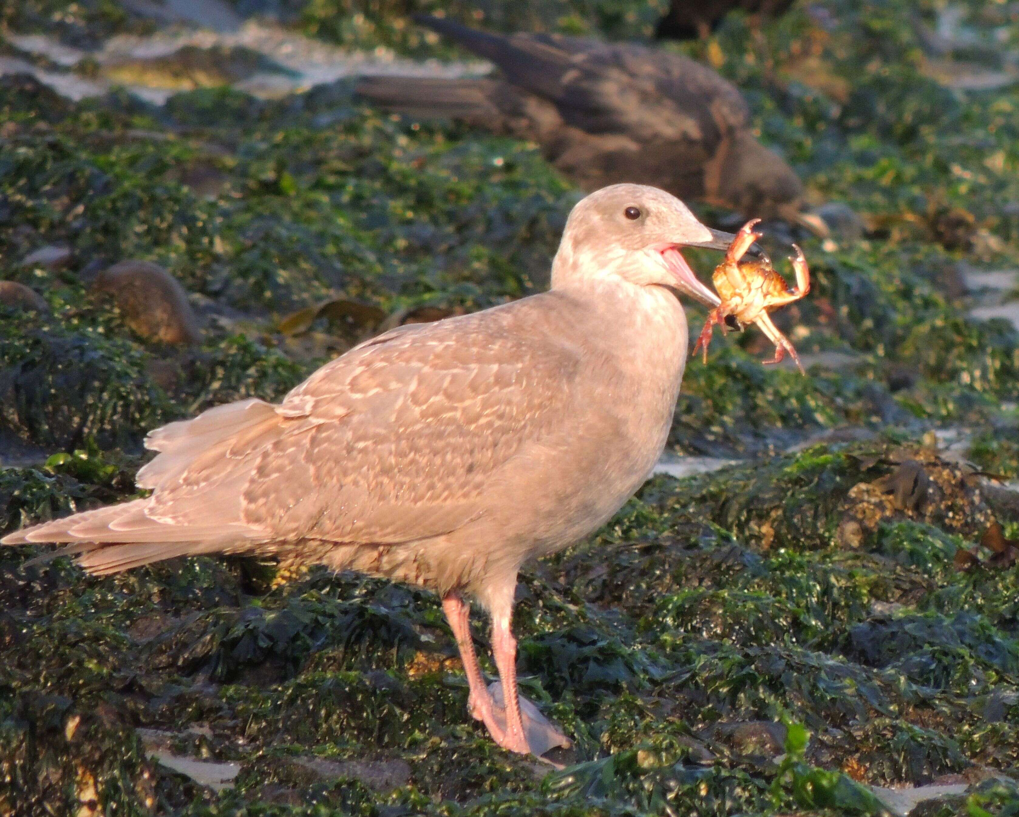 Image of Glaucous-winged Gull