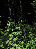 Sivun Delphinium glaucum S. Wats. kuva