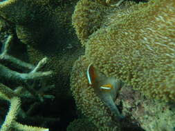 Imagem de Amphiprion sandaracinos Allen 1972