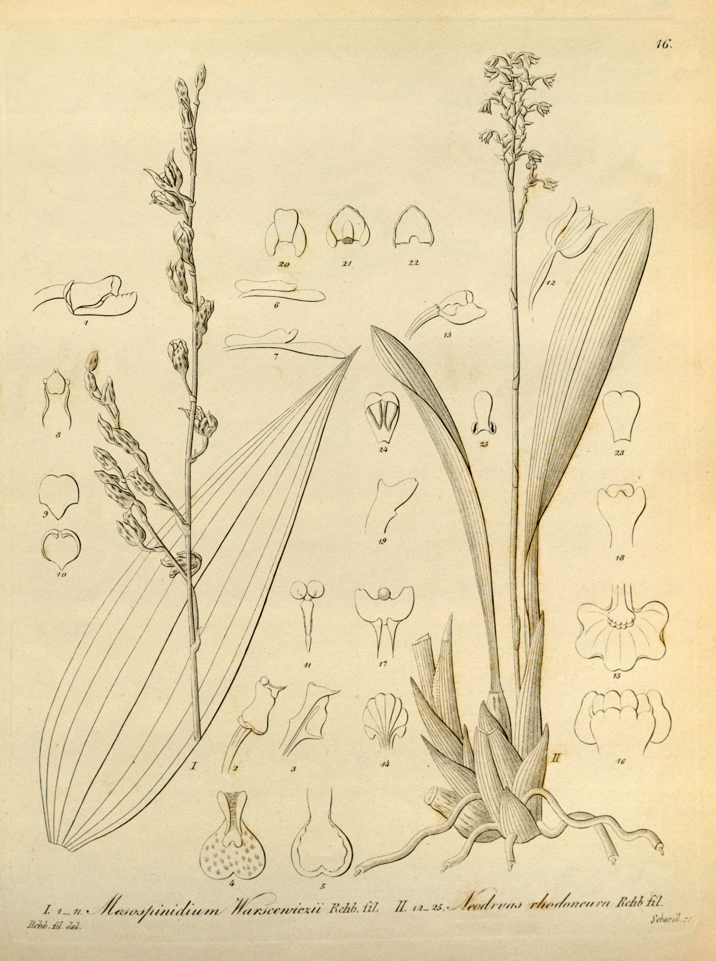 Image of brassia