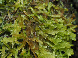 Sphagnum truncatum Hornschuch 1841的圖片