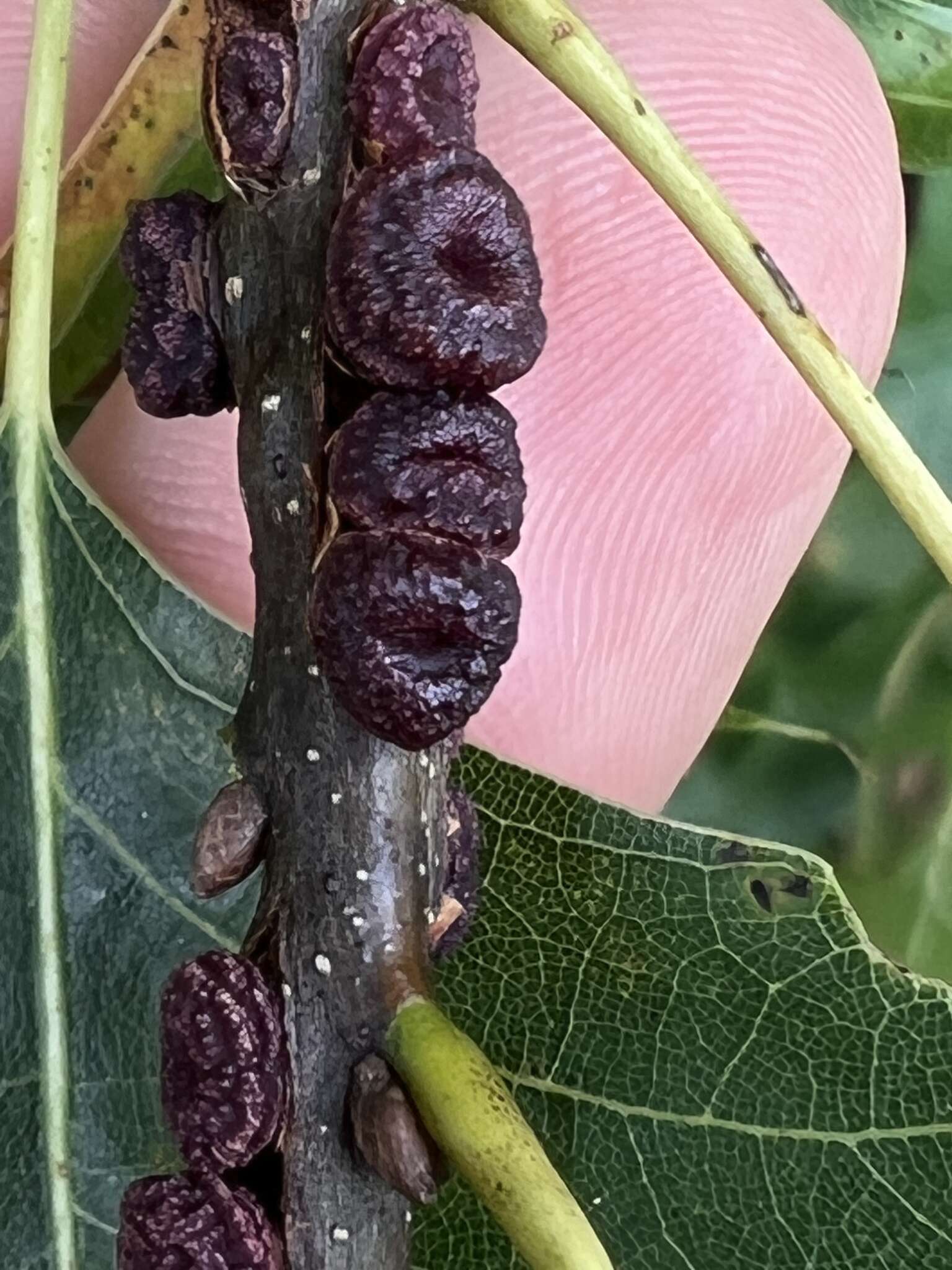 Image de Kokkocynips difficilis (Ashmead 1887) Nieves-Aldrey, Nicholls, Tang, Melika, Stone, Pujade-Villar, Buffington, Maldonado & Medianero 2021