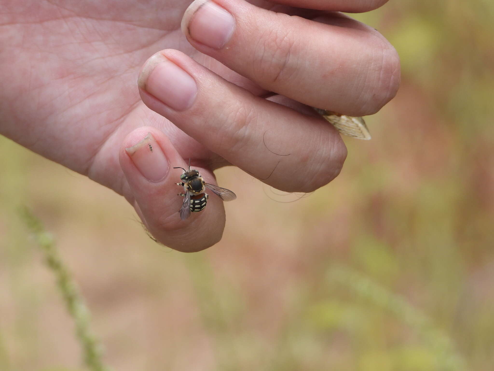 Imagem de Anthidium porterae Cockerell 1900