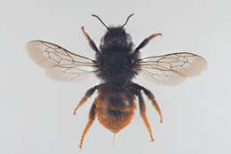 Image of Osmia bicolor (Schrank 1781)