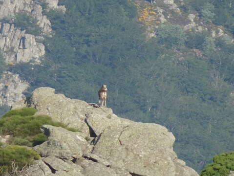 Image of European mouflon