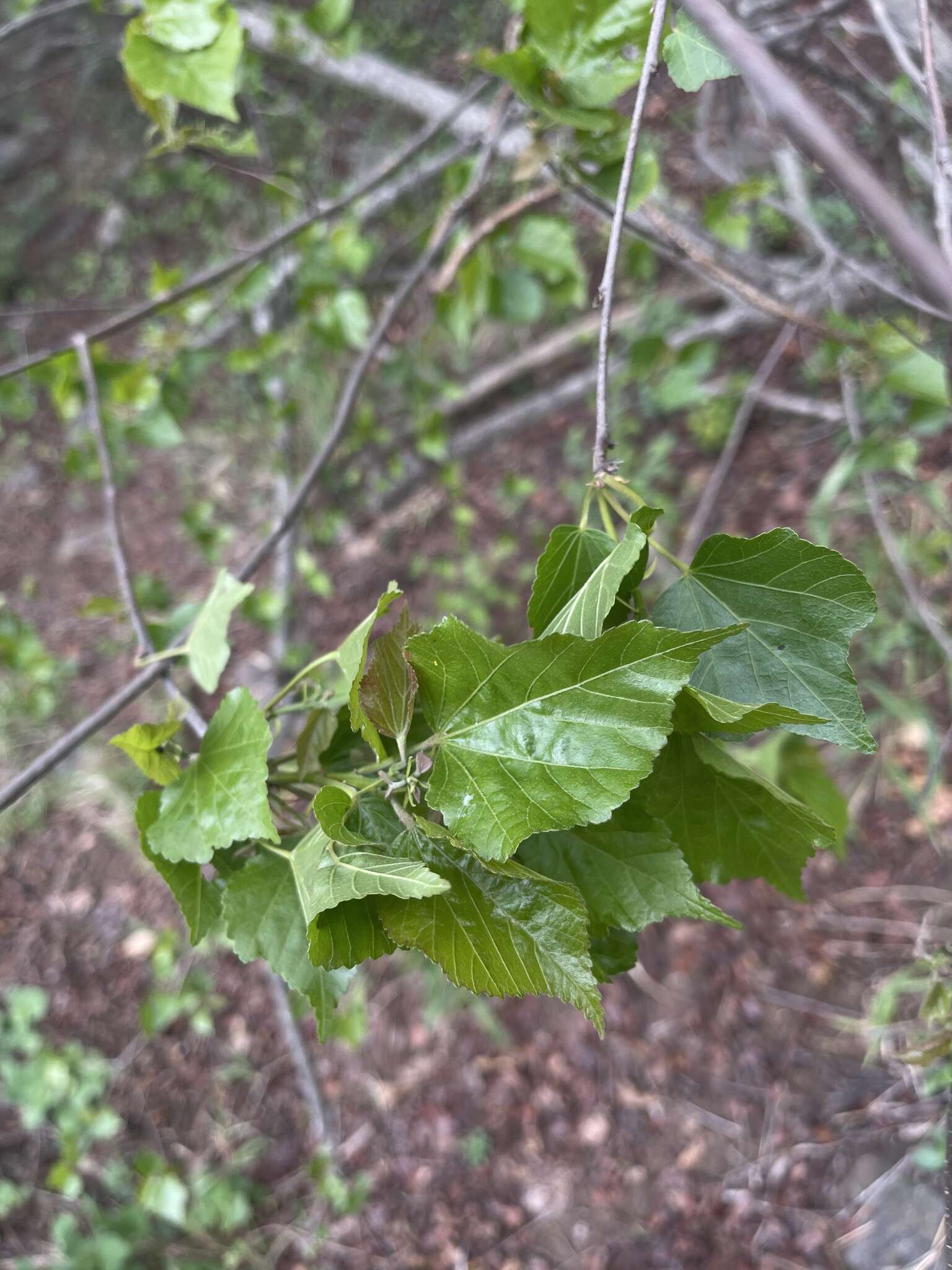 Image of Natal wild pear