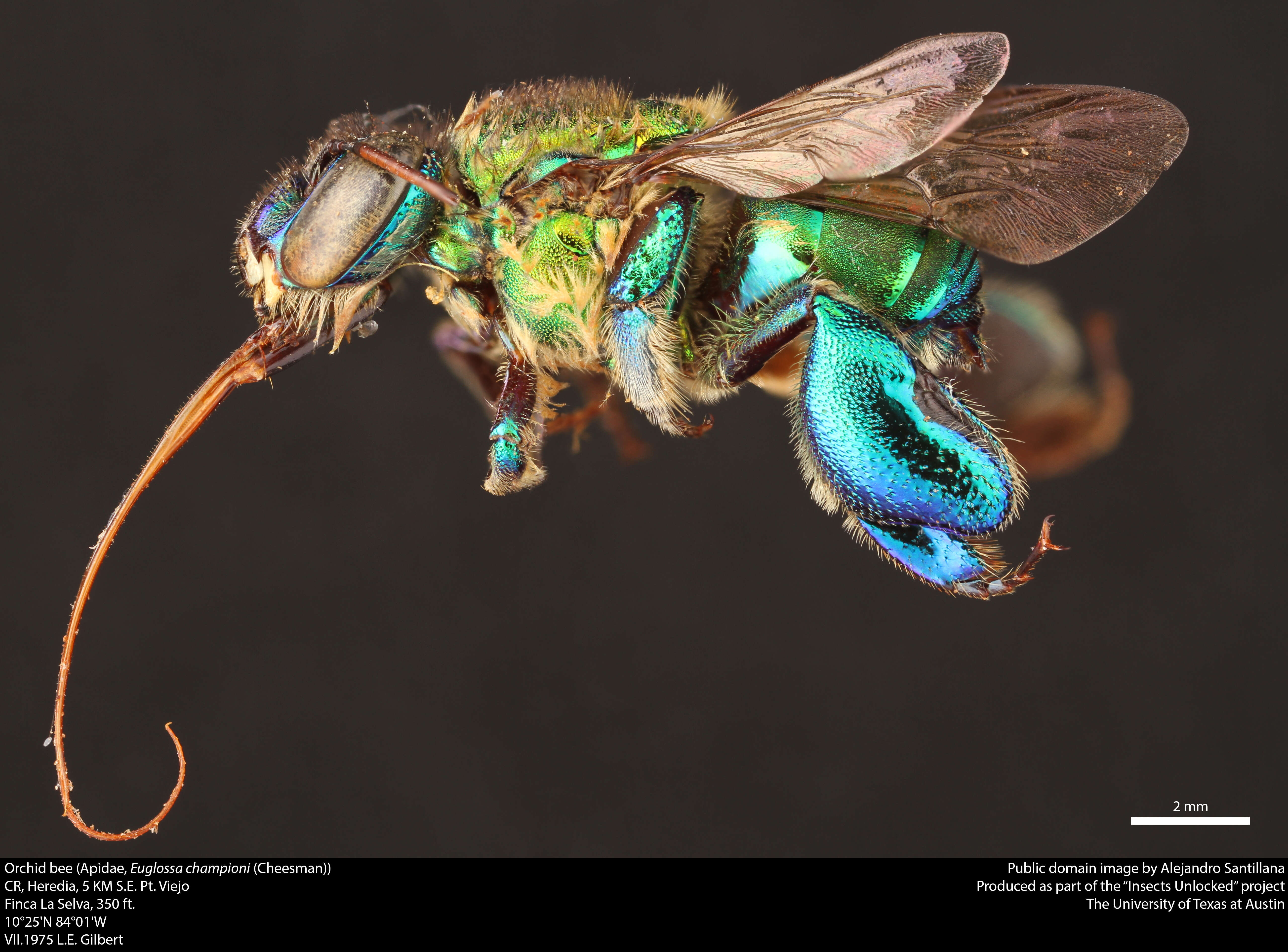 Image of orchid bee