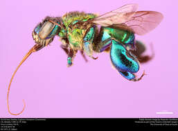 Image of orchid bee