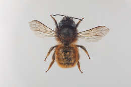 Image of Osmia rufa (Linnaeus 1758)