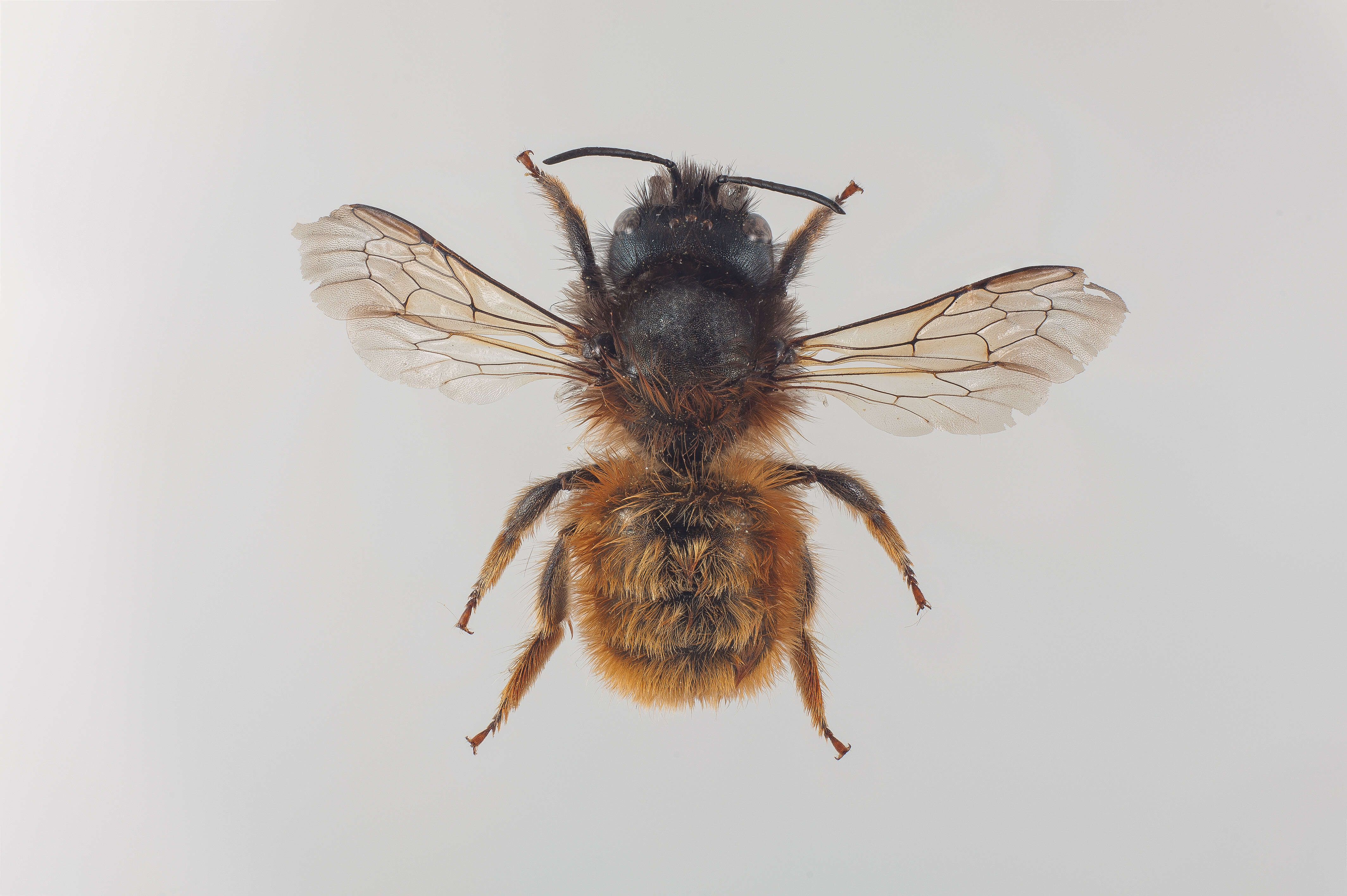 Image of Osmia rufa (Linnaeus 1758)