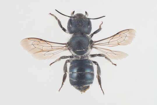 Image of Mason bee