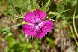 Image de Dianthus balbisii Ser.