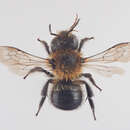 Image of Osmia inermis (Zetterstedt 1838)