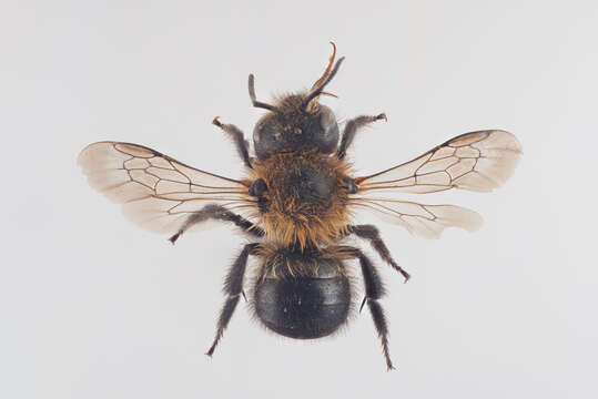 Image of Osmia inermis (Zetterstedt 1838)