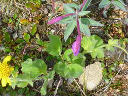 Image of hairy arnica