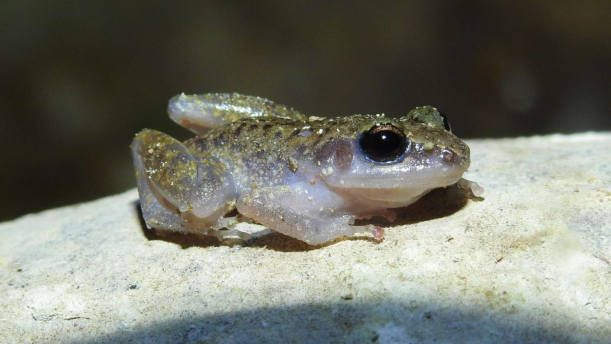 Sivun Eleutherodactylus dennisi (Lynch 1970) kuva