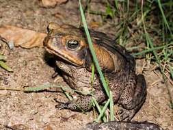 Image of Cururu Toad