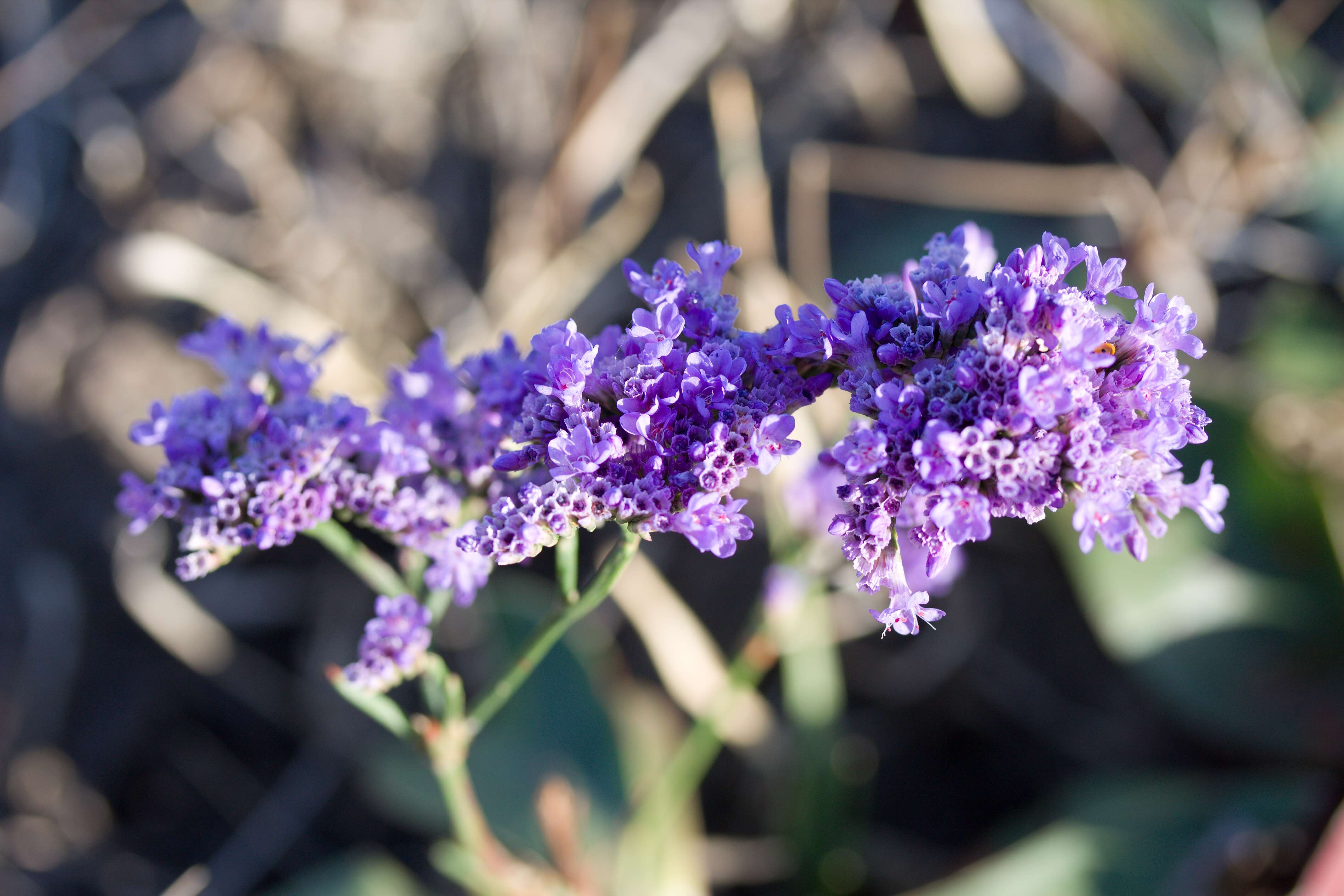 Image of Marsh Rosemary