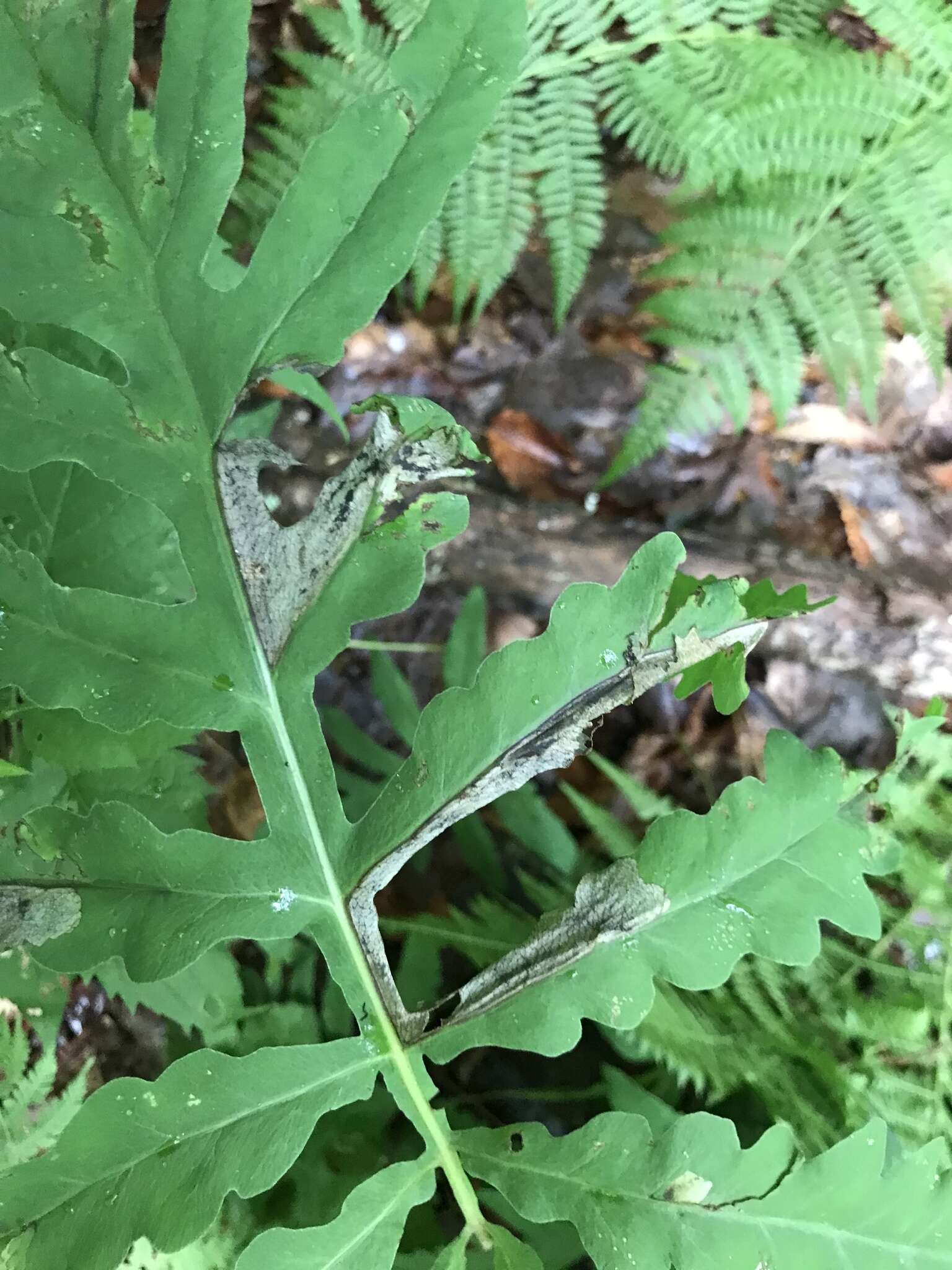 Chirosia gleniensis (Huckett 1924)的圖片