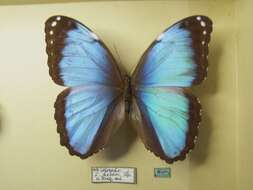 Morpho helenor Cramer 1782的圖片