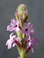 Image of western vervain