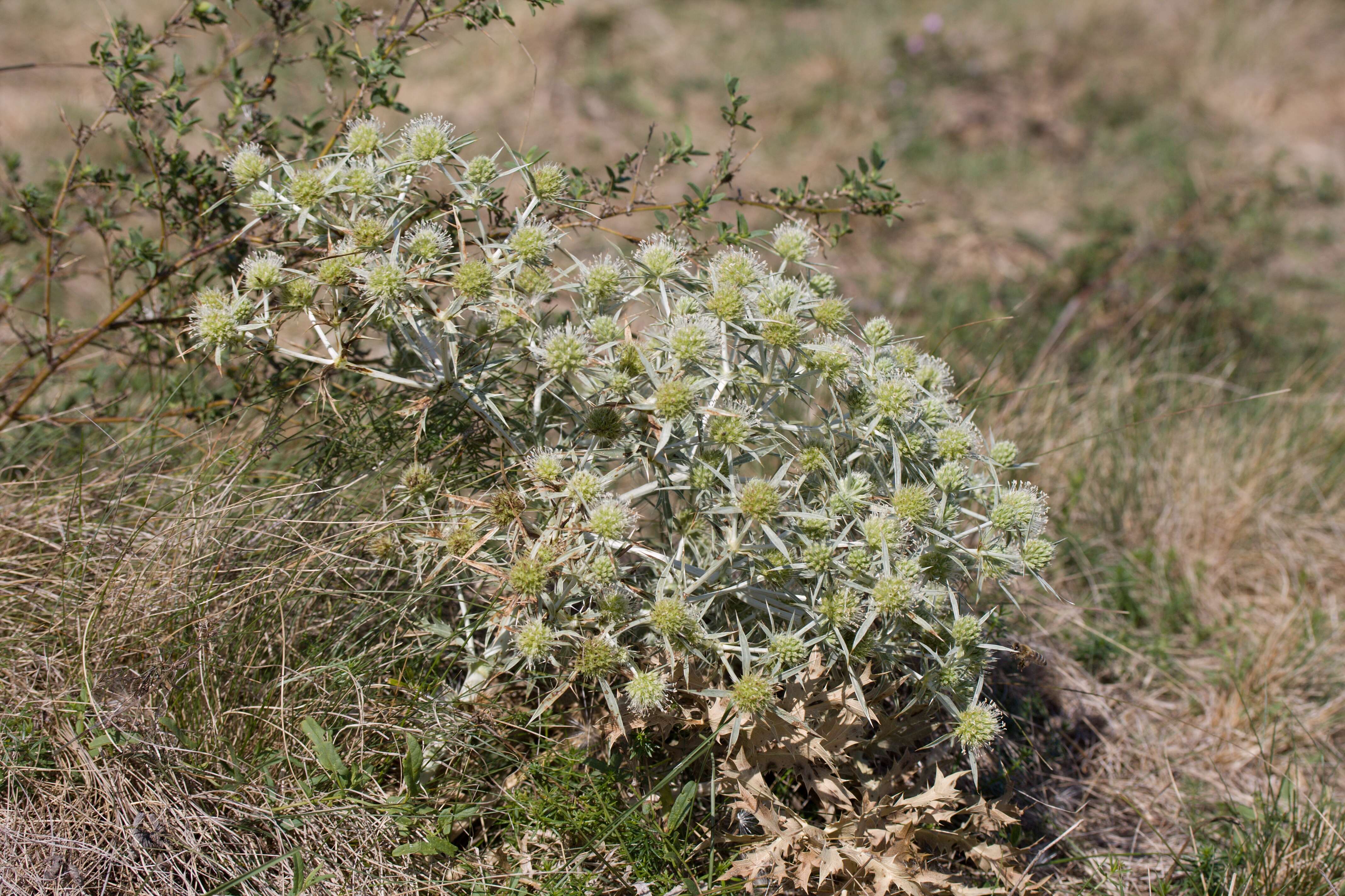 Image de chardon roulant