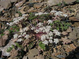 Stenocoelium athamantoides (M. Bieb.) Ledeb. resmi