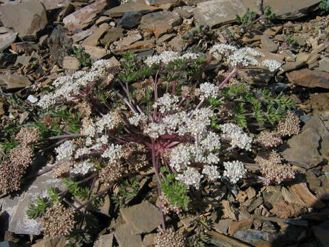 Stenocoelium resmi