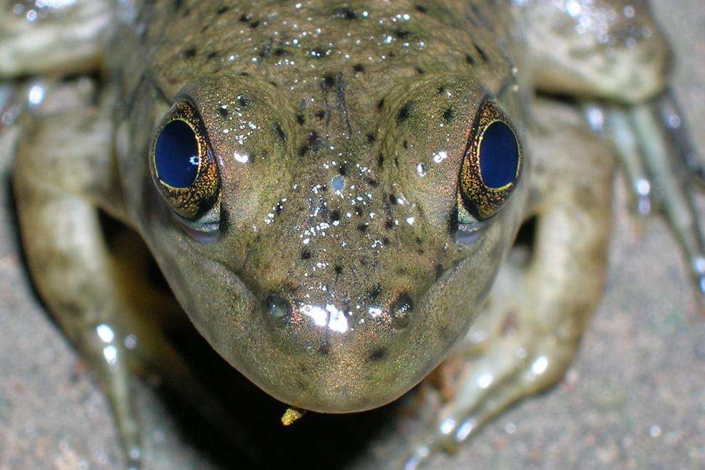 Image of American Bullfrog