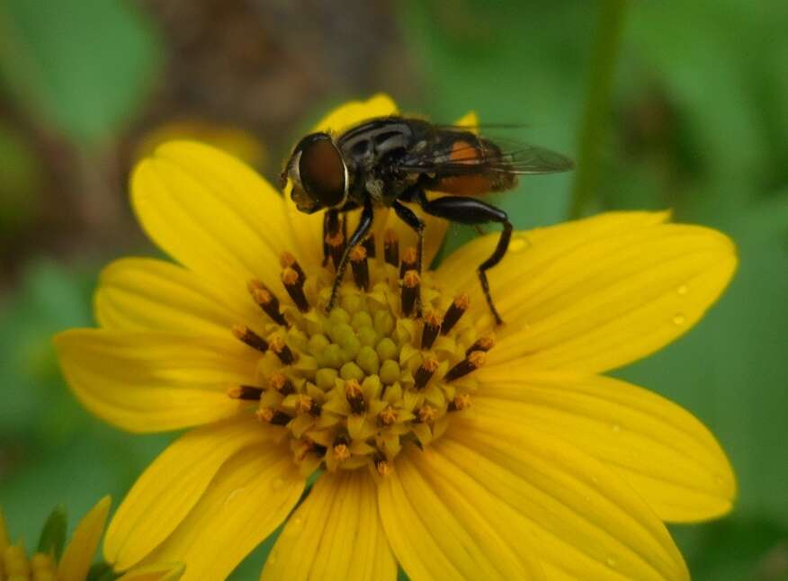 صورة Palpada furcata (Wiedemann 1819)