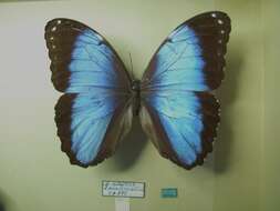 Morpho helenor Cramer 1782的圖片