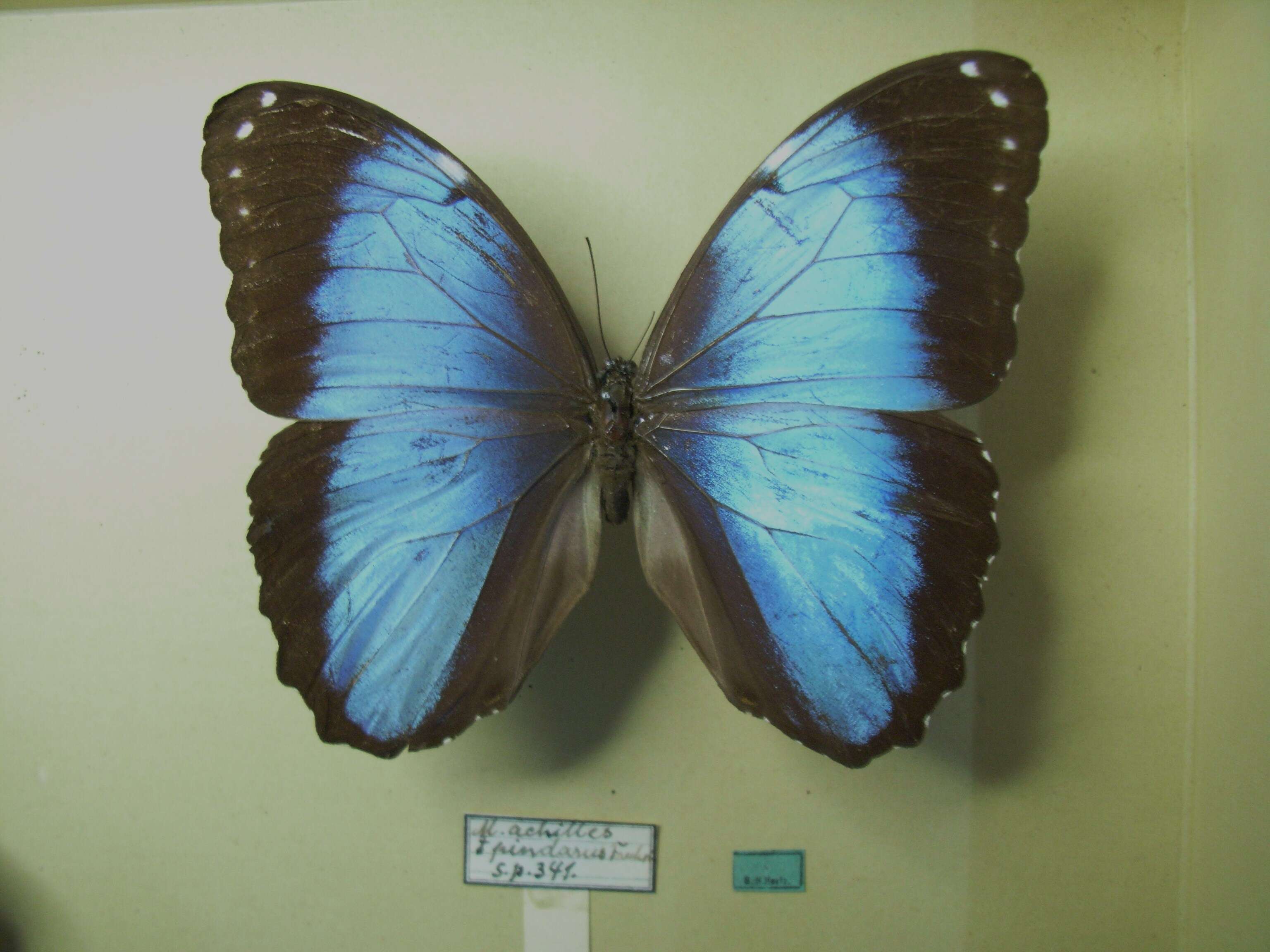 Morpho helenor Cramer 1782的圖片