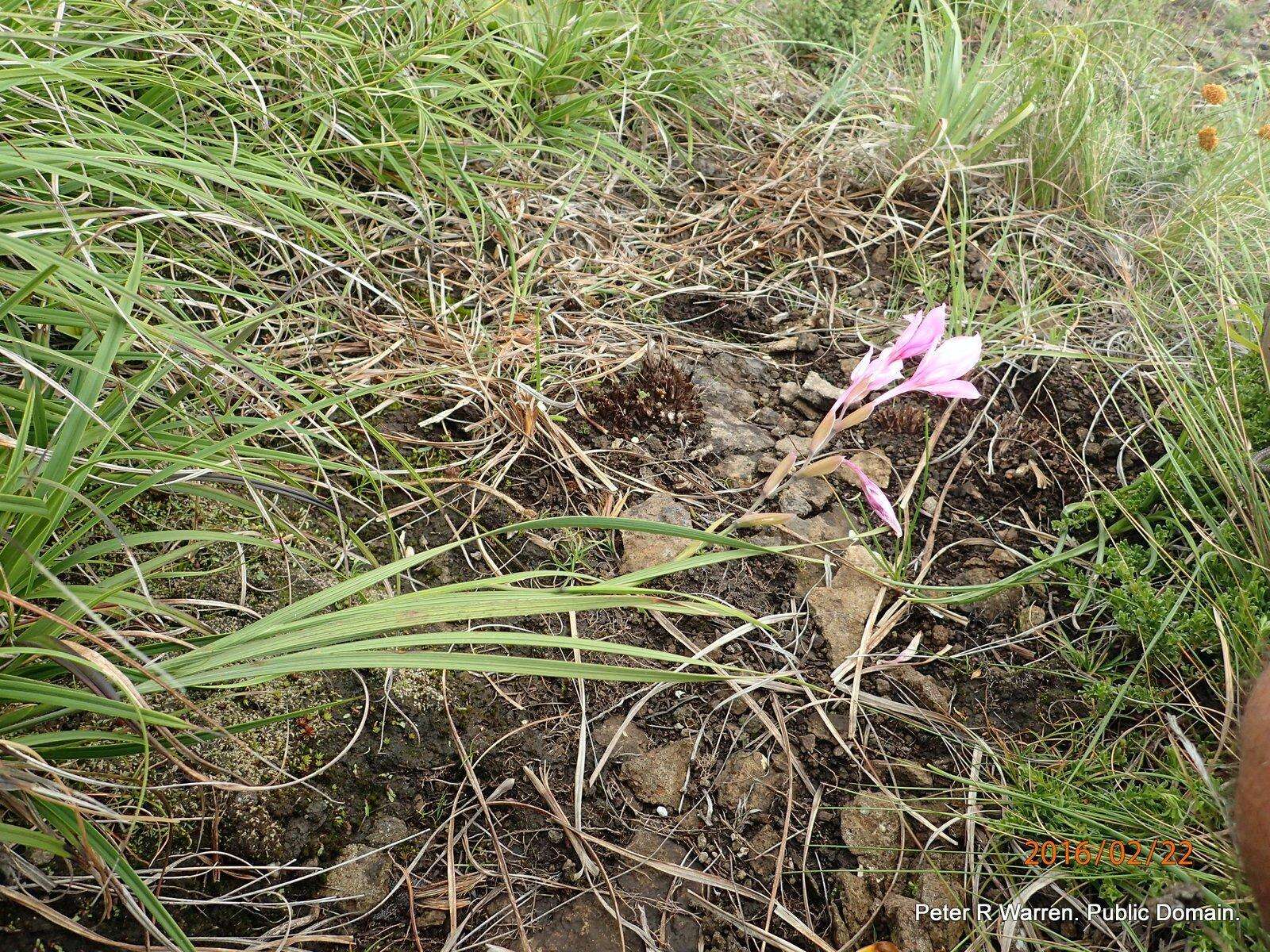 Imagem de Gladiolus microcarpus G. J. Lewis