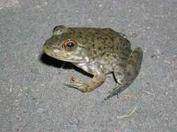 Слика од Lithobates catesbeianus (Shaw 1802)