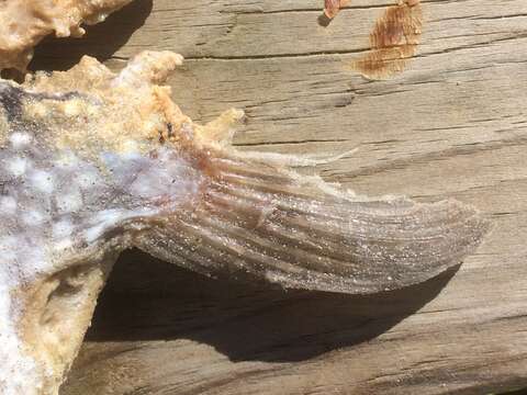 Image of Starry Toadfish