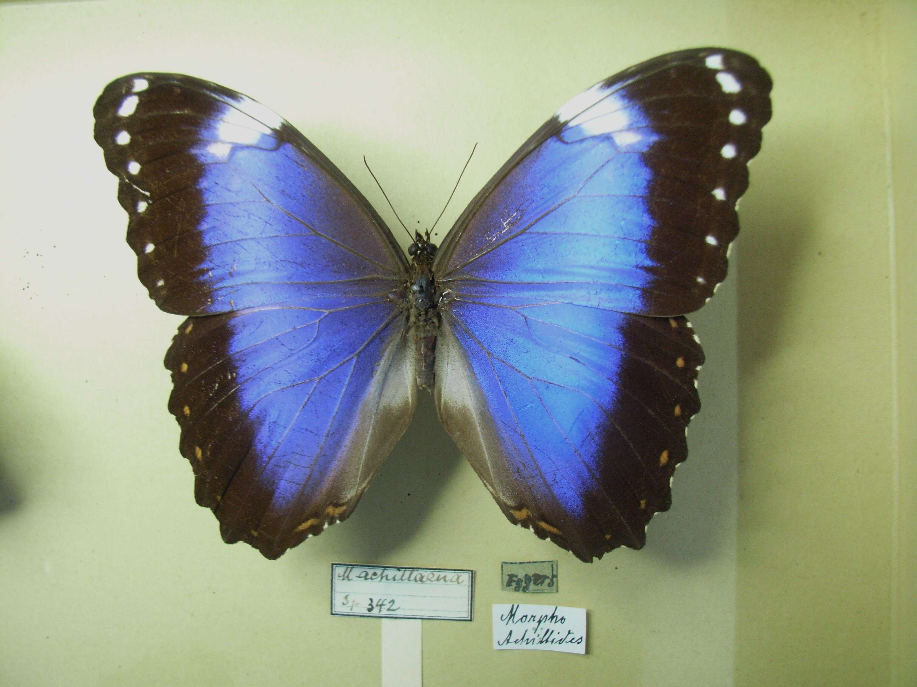 Morpho helenor Cramer 1782的圖片