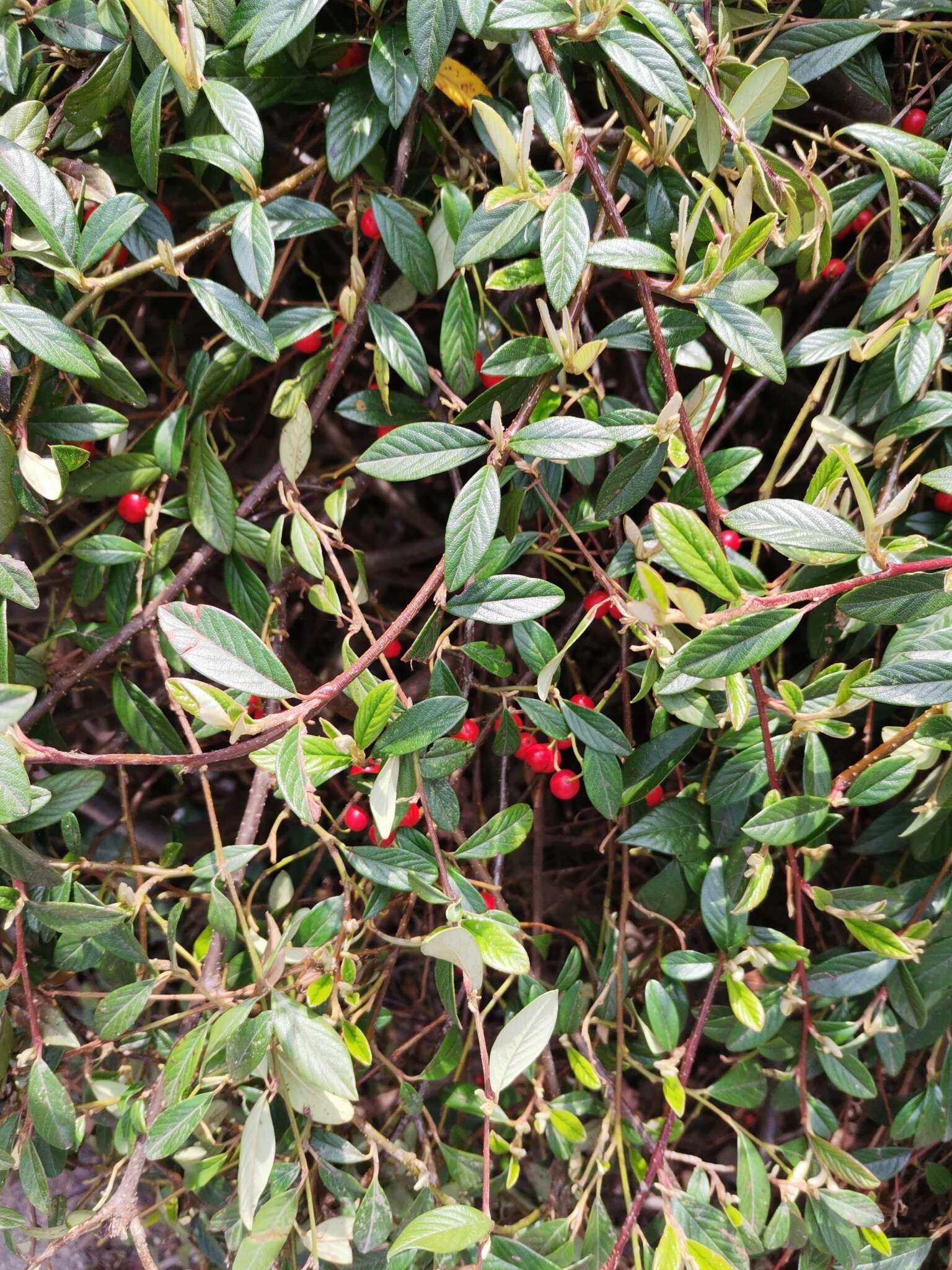 Image de Cotoneaster salicifolius Franch.