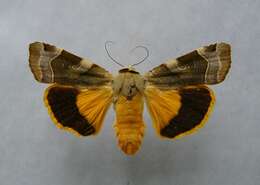 Image of broad-bordered yellow underwing